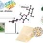 Insect-inspired approach uses metals to tune strength and flexibility within one material