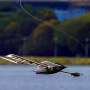 New robot falls like a maple seed then sails like a boat once it hits water