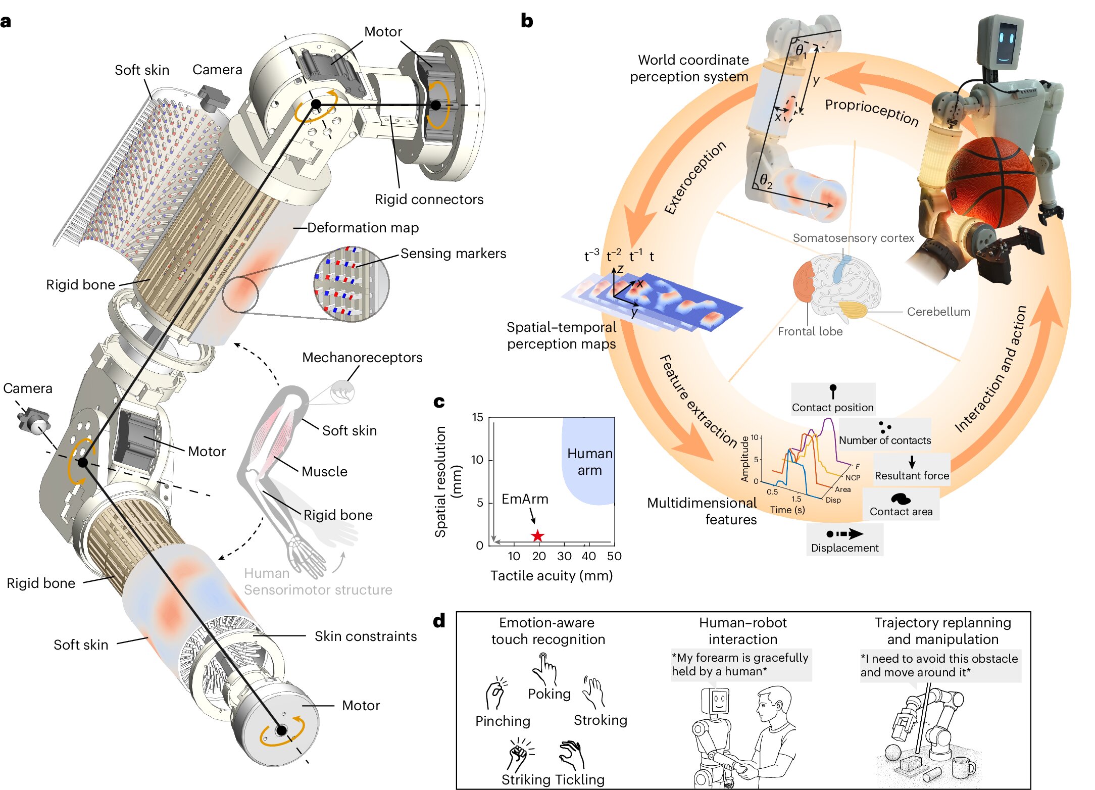 Team develops embodied robotic arm 'EmArm' with human-like touch sensing