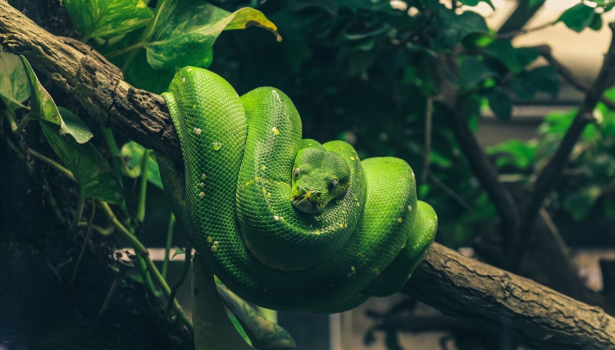 Python 3.15 goes global with UTF-8 support