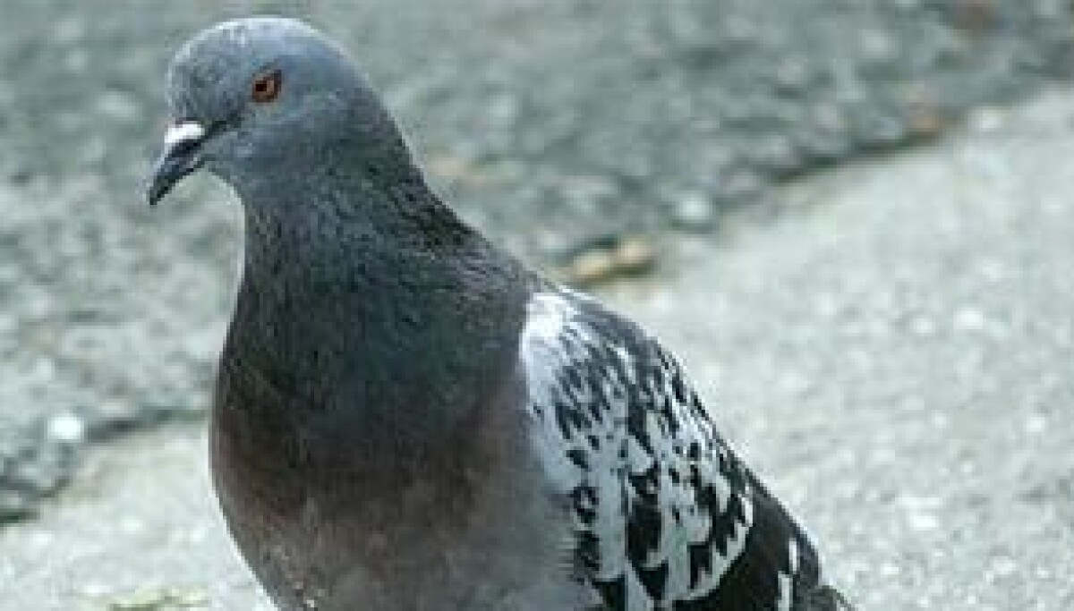 Pigeon-powered internet packet goes under the hammer at Christie's