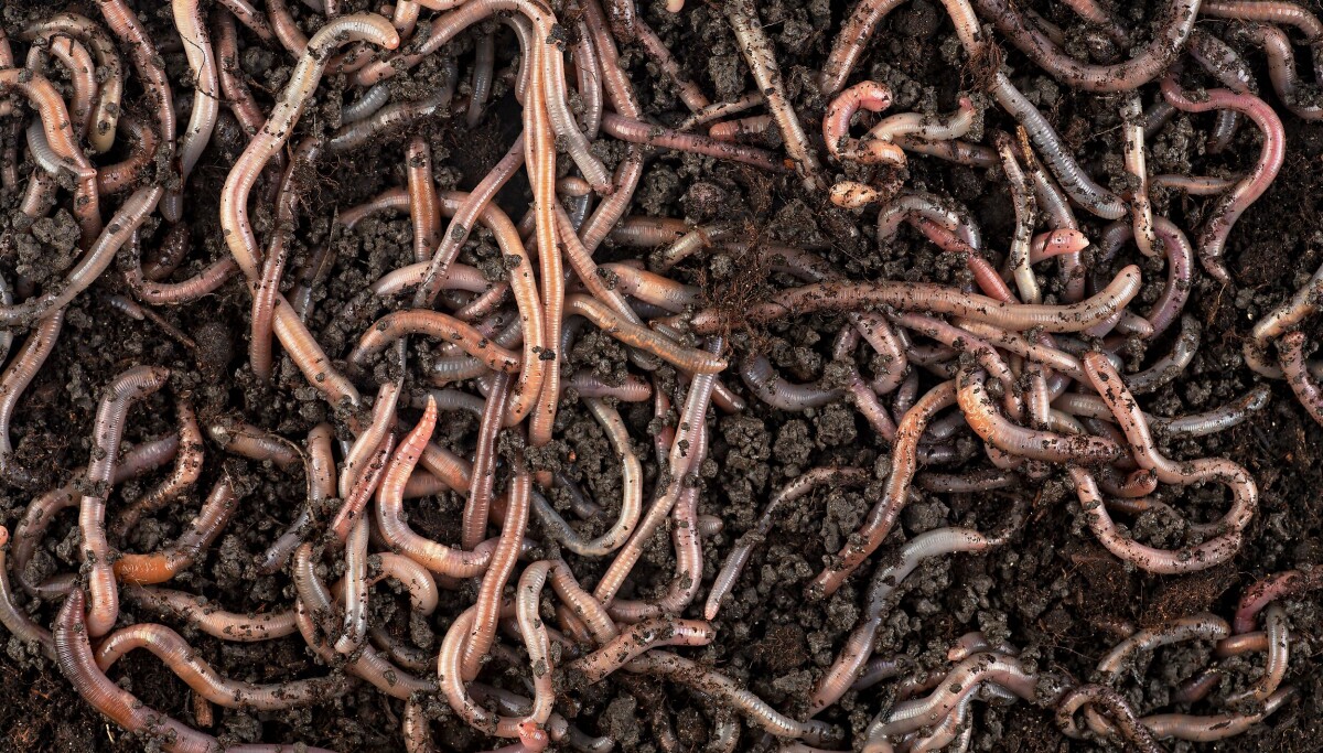 Shai-Hulud worm makes jump to AI infrastructure with Tensorlake compromise