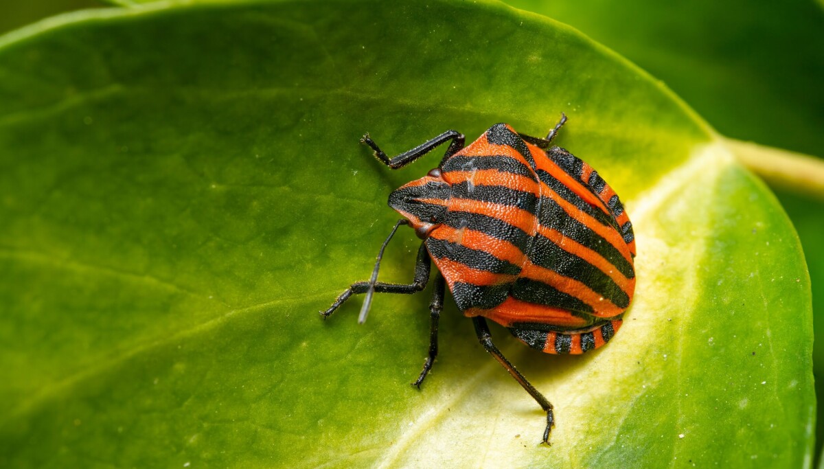 Microsoft catches hackers exploiting Zimbra bug before disclosure