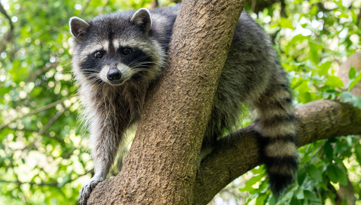 Canonical begins pushing Resolute Raccoon