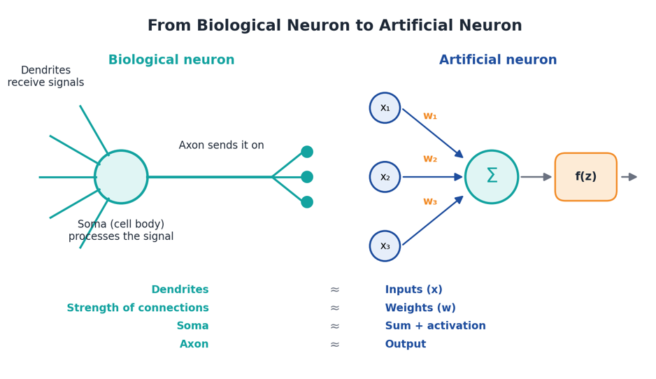 How Does a Neural Network Learn? Neurons, Activation Functions and Loss