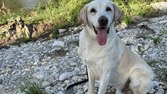 Shelter Pup Canyon Becomes Search-and-Rescue Dog in 3 Disaster Zones