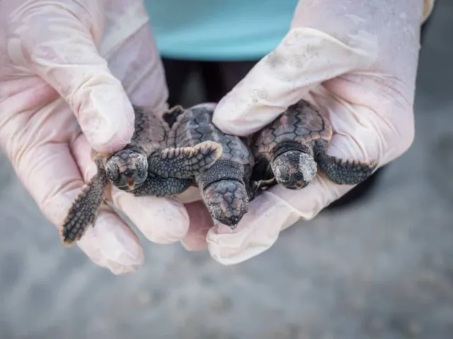 Georgia Loggerheads Set Record 4,174 Nests, Extending Decades-Long Rebound